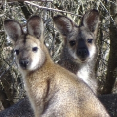 Notamacropus rufogriseus (Red-necked Wallaby) at Urambi Hills - 22 Oct 2018 by roymcd