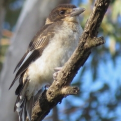 Cracticus torquatus (Grey Butcherbird) at Hughes, ACT - 22 Oct 2018 by RobParnell