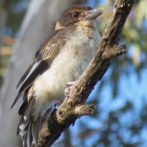 Cracticus torquatus at Hughes, ACT - 22 Oct 2018