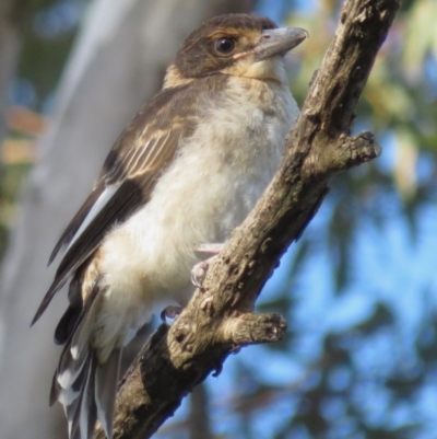Cracticus torquatus (Grey Butcherbird) at Hughes Garran Woodland - 22 Oct 2018 by RobParnell