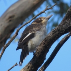 Cracticus torquatus at Hughes, ACT - 22 Oct 2018 05:57 PM