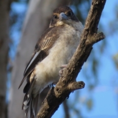 Cracticus torquatus at Hughes, ACT - 22 Oct 2018 05:57 PM