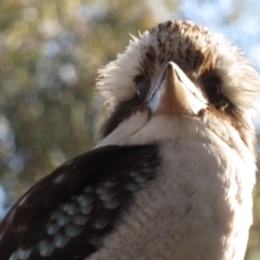 Dacelo novaeguineae (Laughing Kookaburra) at Hughes, ACT - 22 Oct 2018 by RobParnell