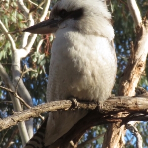 Dacelo novaeguineae at Hughes, ACT - 22 Oct 2018