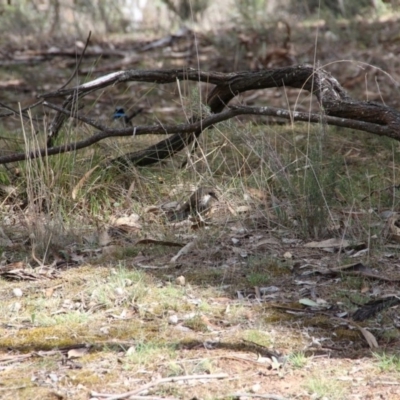 Cormobates leucophaea (White-throated Treecreeper) at Mount Majura - 23 Oct 2018 by petersan