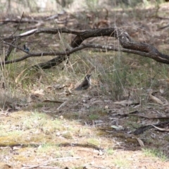 Cormobates leucophaea at Hackett, ACT - 24 Oct 2018