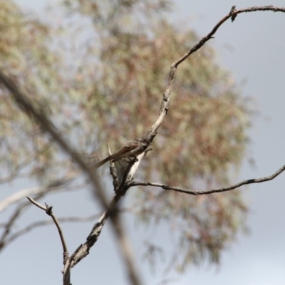 Rhipidura albiscapa (Grey Fantail) at Mount Majura - 23 Oct 2018 by petersan