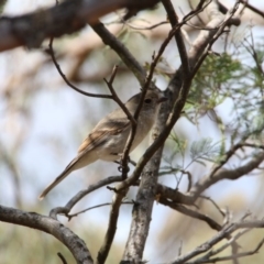 Pachycephala pectoralis (Golden Whistler) at Mount Majura - 23 Oct 2018 by petersan