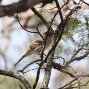 Pachycephala pectoralis at Hackett, ACT - 24 Oct 2018 08:56 AM