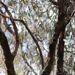 Oriolus sagittatus (Olive-backed Oriole) at Hackett, ACT - 23 Oct 2018 by petersan