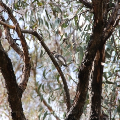 Oriolus sagittatus (Olive-backed Oriole) at Mount Majura - 23 Oct 2018 by petersan