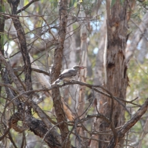 Oriolus sagittatus at Hackett, ACT - 24 Oct 2018 09:05 AM