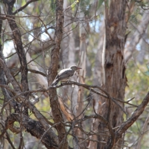 Oriolus sagittatus at Hackett, ACT - 24 Oct 2018 09:05 AM