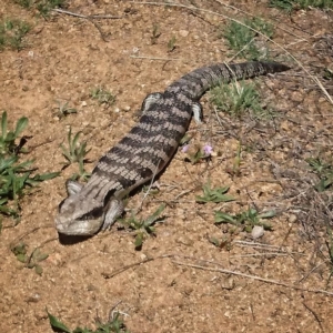 Tiliqua scincoides scincoides at Banks, ACT - 22 Oct 2018