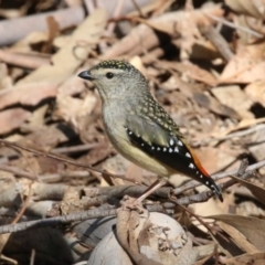 Pardalotus punctatus (Spotted Pardalote) at Tidbinbilla Nature Reserve - 13 Sep 2018 by leithallb
