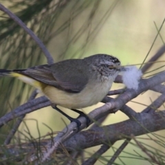 Acanthiza chrysorrhoa (Yellow-rumped Thornbill) at Fyshwick, ACT - 10 Sep 2018 by leithallb