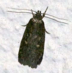 Barea (genus) (A concealer moth) at Ainslie, ACT - 20 May 2018 by jbromilow50