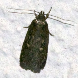 Barea (genus) at Ainslie, ACT - 20 May 2018