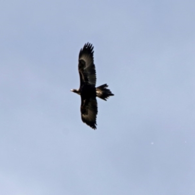 Aquila audax (Wedge-tailed Eagle) at Coree, ACT - 23 Oct 2018 by RodDeb