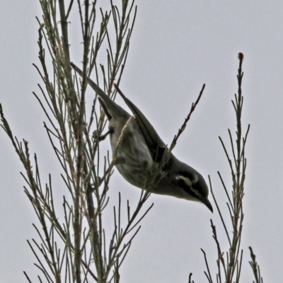 Caligavis chrysops (Yellow-faced Honeyeater) at Paddys River, ACT - 23 Oct 2018 by RodDeb