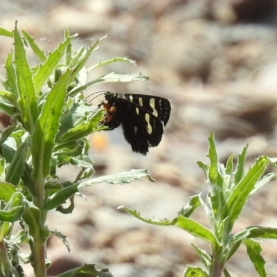 Phalaenoides tristifica (Willow-herb Day-moth) at Cotter Reserve - 23 Oct 2018 by RodDeb