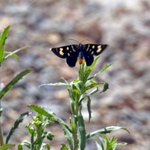 Phalaenoides tristifica at Paddys River, ACT - 23 Oct 2018