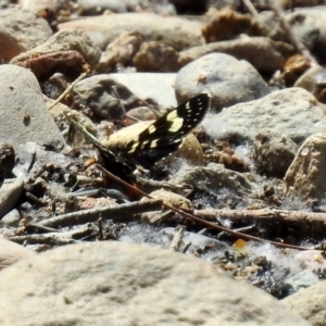 Phalaenoides tristifica at Paddys River, ACT - 23 Oct 2018