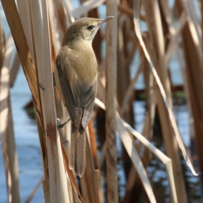 Acrocephalus australis (Australian Reed-Warbler) at Lake Ginninderra - 10 Sep 2018 by leithallb