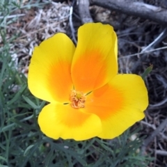 Eschscholzia californica (California Poppy) at Cotter Reserve - 23 Oct 2018 by RodDeb