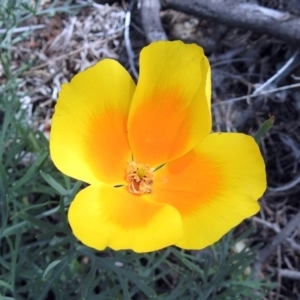 Eschscholzia californica at Paddys River, ACT - 23 Oct 2018 11:41 AM