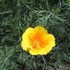 Eschscholzia californica at Paddys River, ACT - 23 Oct 2018 11:41 AM