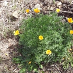 Eschscholzia californica at Paddys River, ACT - 23 Oct 2018