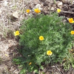 Eschscholzia californica at Paddys River, ACT - 23 Oct 2018 11:41 AM