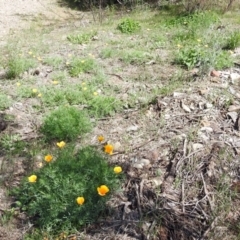 Eschscholzia californica at Paddys River, ACT - 23 Oct 2018 11:41 AM