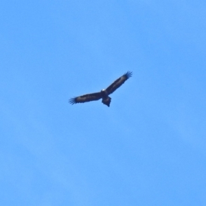 Aquila audax at Paddys River, ACT - 23 Oct 2018 12:58 PM