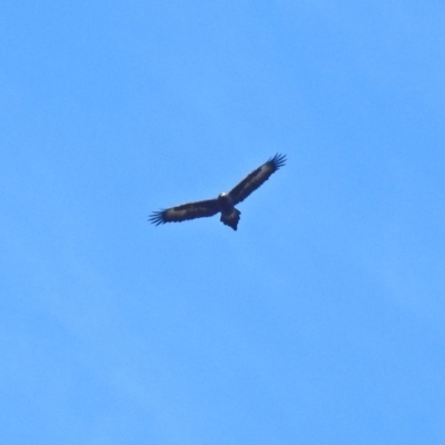 Aquila audax (Wedge-tailed Eagle) at Paddys River, ACT - 23 Oct 2018 by RodDeb