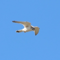 Falco cenchroides (Nankeen Kestrel) at Paddys River, ACT - 23 Oct 2018 by RodDeb