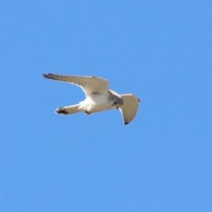 Falco cenchroides at Paddys River, ACT - 23 Oct 2018 12:40 PM