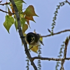 Caligavis chrysops at Paddys River, ACT - 23 Oct 2018 02:35 PM