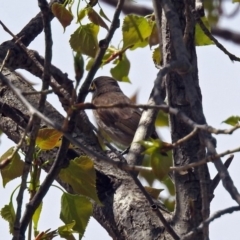 Caligavis chrysops at Paddys River, ACT - 23 Oct 2018