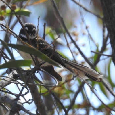 Rhipidura albiscapa (Grey Fantail) at Tidbinbilla Nature Reserve - 23 Oct 2018 by RodDeb