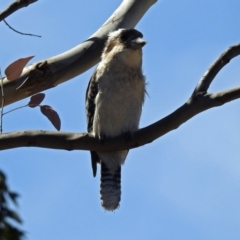 Dacelo novaeguineae (Laughing Kookaburra) at Tidbinbilla Nature Reserve - 23 Oct 2018 by RodDeb