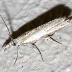 Faveria tritalis (Couchgrass Webworm) at Ainslie, ACT - 16 Oct 2018 by jb2602