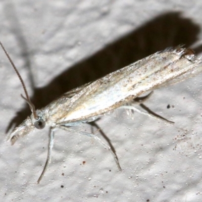 Faveria tritalis (Couchgrass Webworm) at Ainslie, ACT - 16 Oct 2018 by jb2602