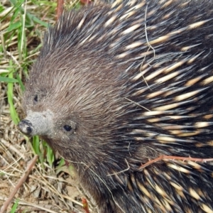 Tachyglossus aculeatus at Paddys River, ACT - 23 Oct 2018