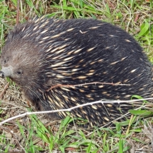 Tachyglossus aculeatus at Paddys River, ACT - 23 Oct 2018