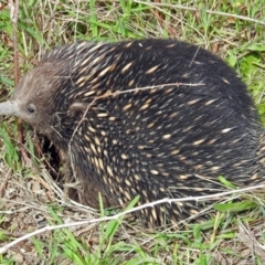 Tachyglossus aculeatus at Paddys River, ACT - 23 Oct 2018