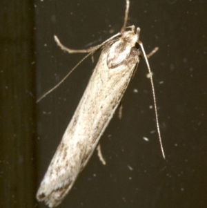 Philobota xiphostola at Ainslie, ACT - 28 Sep 2018 10:20 PM