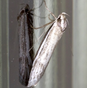 Philobota xiphostola at Ainslie, ACT - 28 Sep 2018 10:20 PM