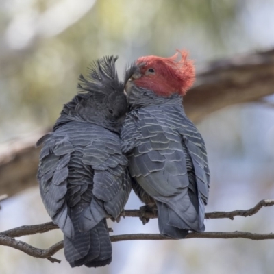 Callocephalon fimbriatum (Gang-gang Cockatoo) at ANBG - 27 Sep 2018 by AlisonMilton